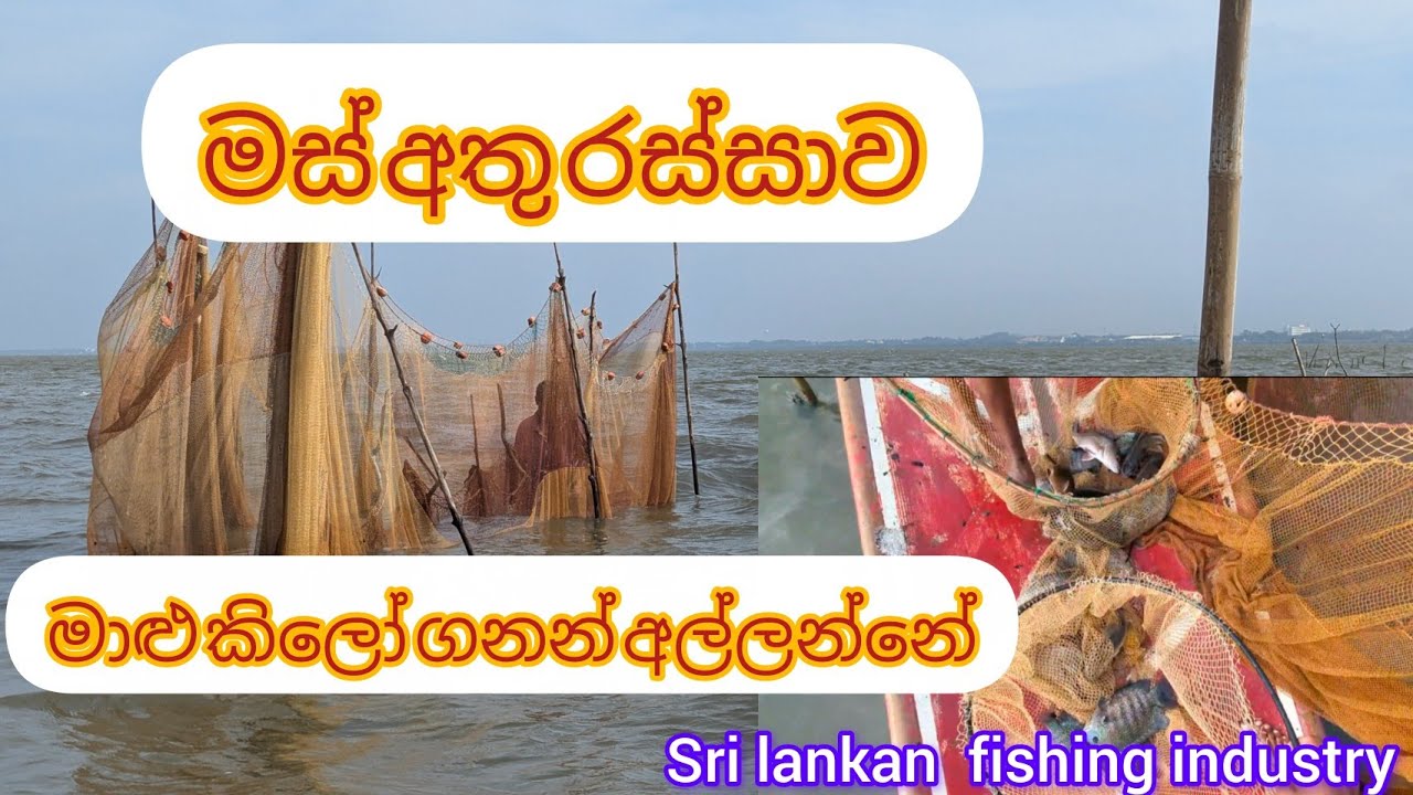 මේ රස්සාව හැම ධීවරයෙක්ටම කරන්න බෑ . 🐟🐟🐡️ #fish #fishing #fishcatching  #lagoon 