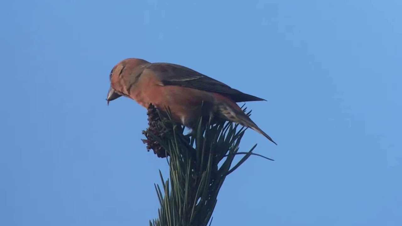 Parrot Crossbill, Santon Downham, Suffolk/Norfolk, 28/11/17