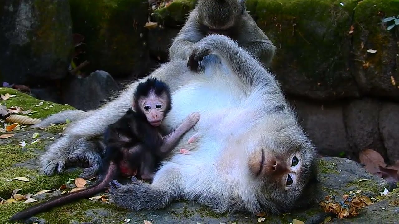 New baby monkey request milk mom