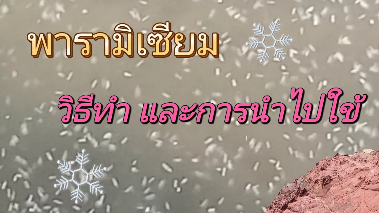 พารามิเซียม วิธีทำและการนำไปใช้เลี้ยงลูกปลากัดแรกเกิด