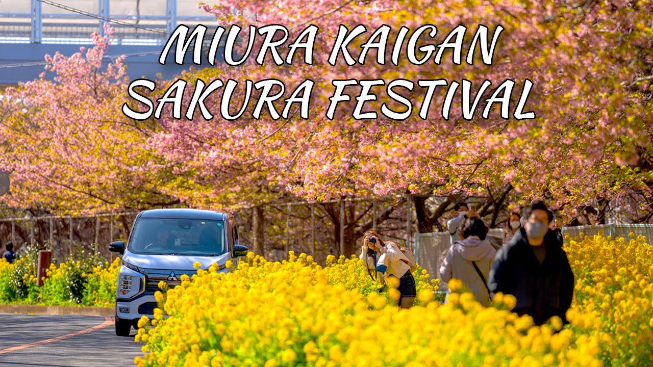 Japan's Hidden Early Cherry Blossoms 🌸 Miura Kaigan Walk | 4K HDR