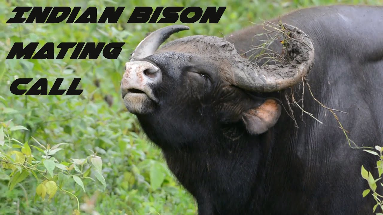 Indian Bison Mating Call | Never seen before! | JLR | Bandipur Tiger Reserve | Safari.
