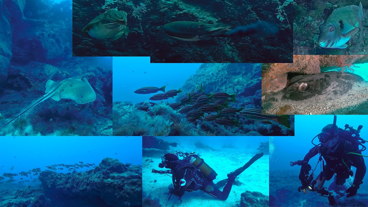 Buceo en el Porís de Abona 14-02-2026