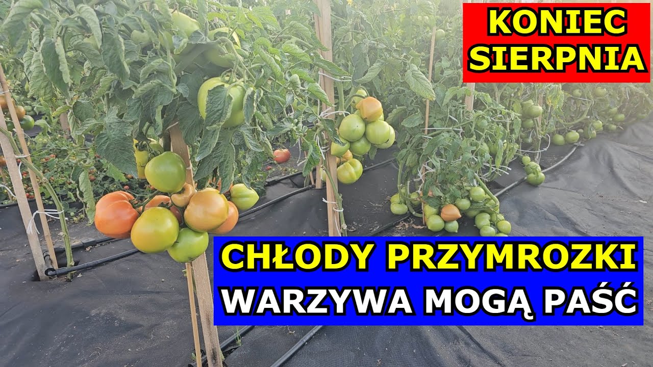 Przygotuj się na Przymrozki i Chłody. Mogą Paść Warzywa. Pomidory, Ogórki, Arbuzy, Papryka, Cukinia.
