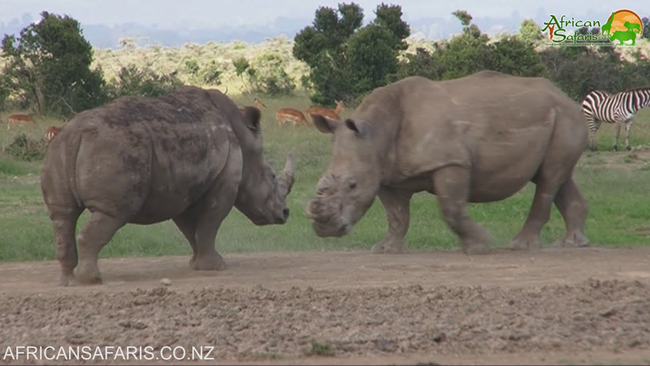 Ol Pejeta Conservancy, Kenya