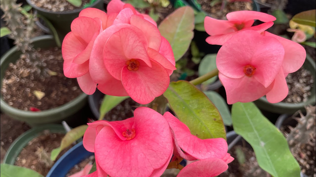 TIPS Y CONSEJOS PARA NUESTRAS PLANTAS 🌱