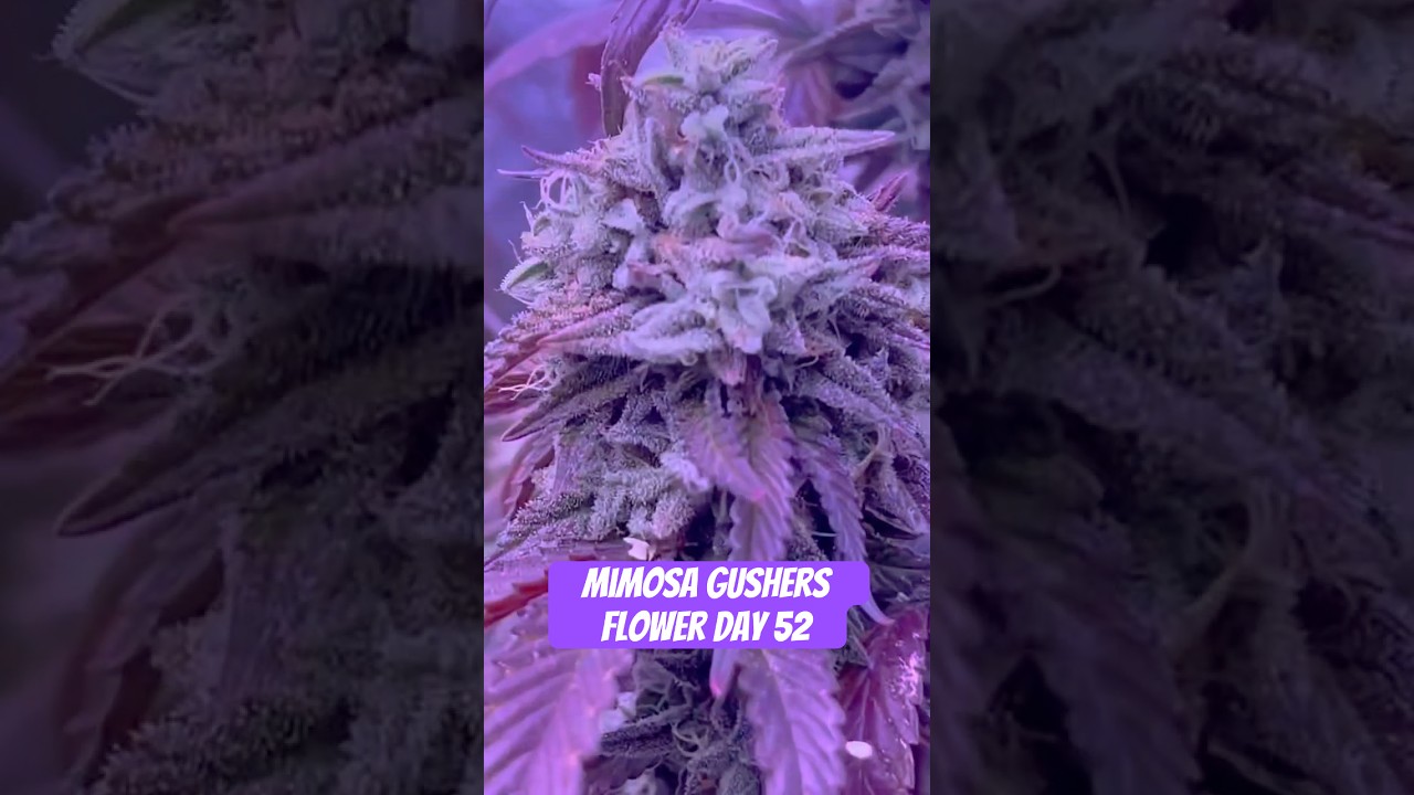 Mimosa Gushers Strain Flower Day 52 XXL LST Scrog  #420 #seedtoharvest #crazybud