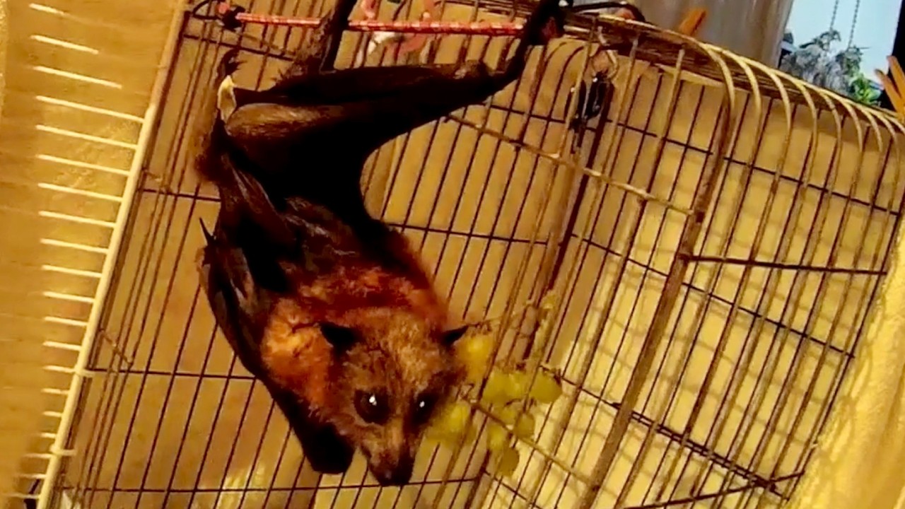 Boroney part 3:  injured flying-fox in care