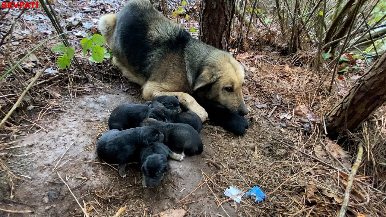 Yavru Köpekleri Ormanda Bulduk | Doğum Yapan Anne Köpeğe Otağ Kurduk