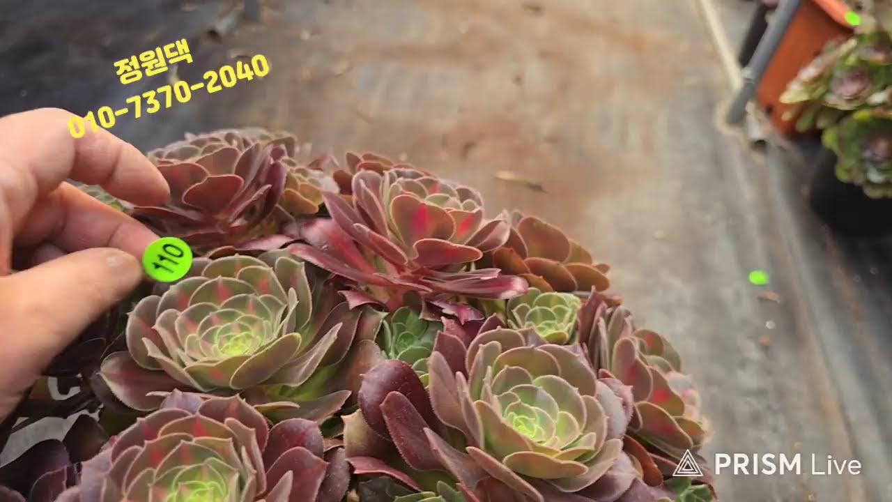 속초 정원다육 정원댁010.7370.2040
