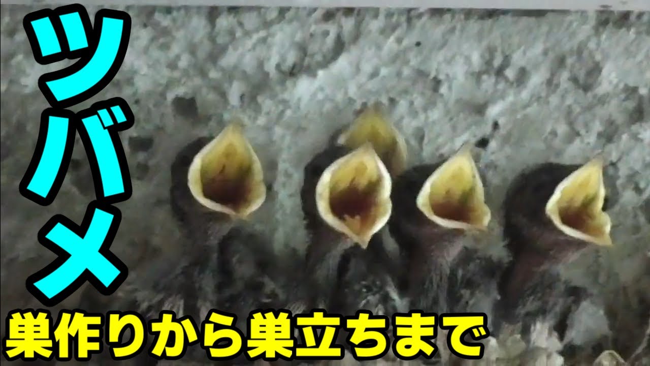 ツバメ　Swallow　～ 巣作りから巣立ちまで ～