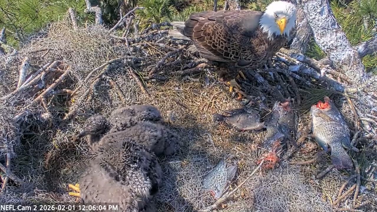 Bald Eagle - NEFL Cam 2 01.02.2026 11:52