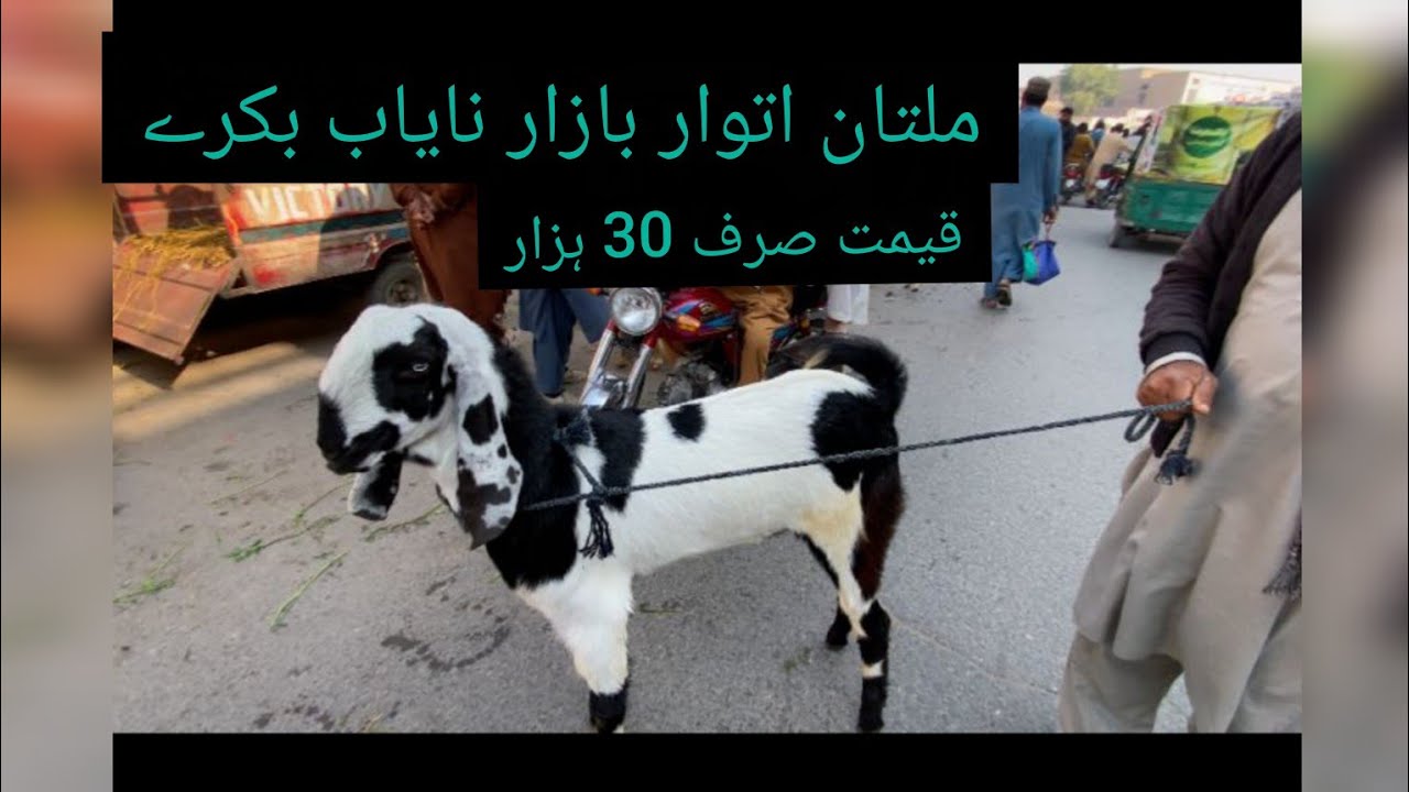 Multan bakra mandi update qurbani k  janwar fresh update 22.02.2026#explore #viralvideo #animals 