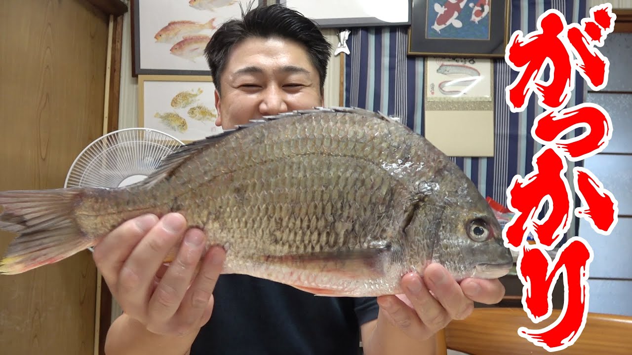 目利き失敗！？ポテンシャル高めなキチヌを捌いてみたら、がっかりな結果でした．．．