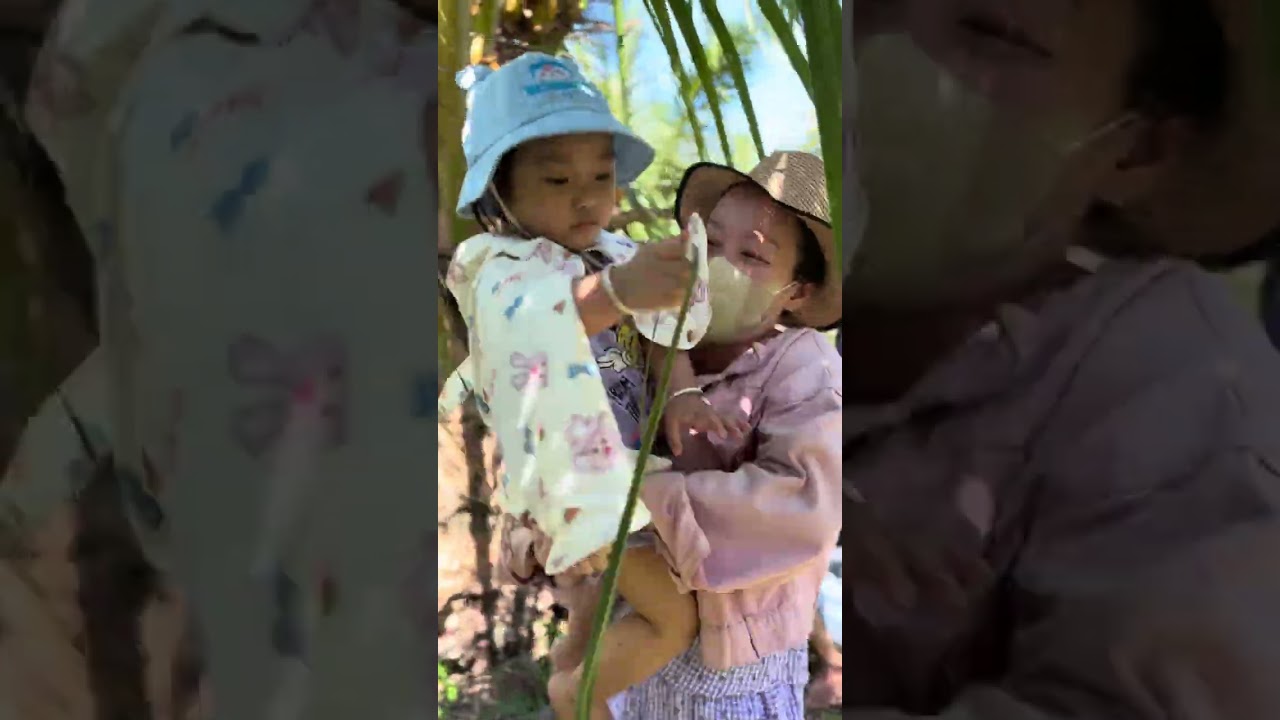 Vườn dừa nhà bà 2