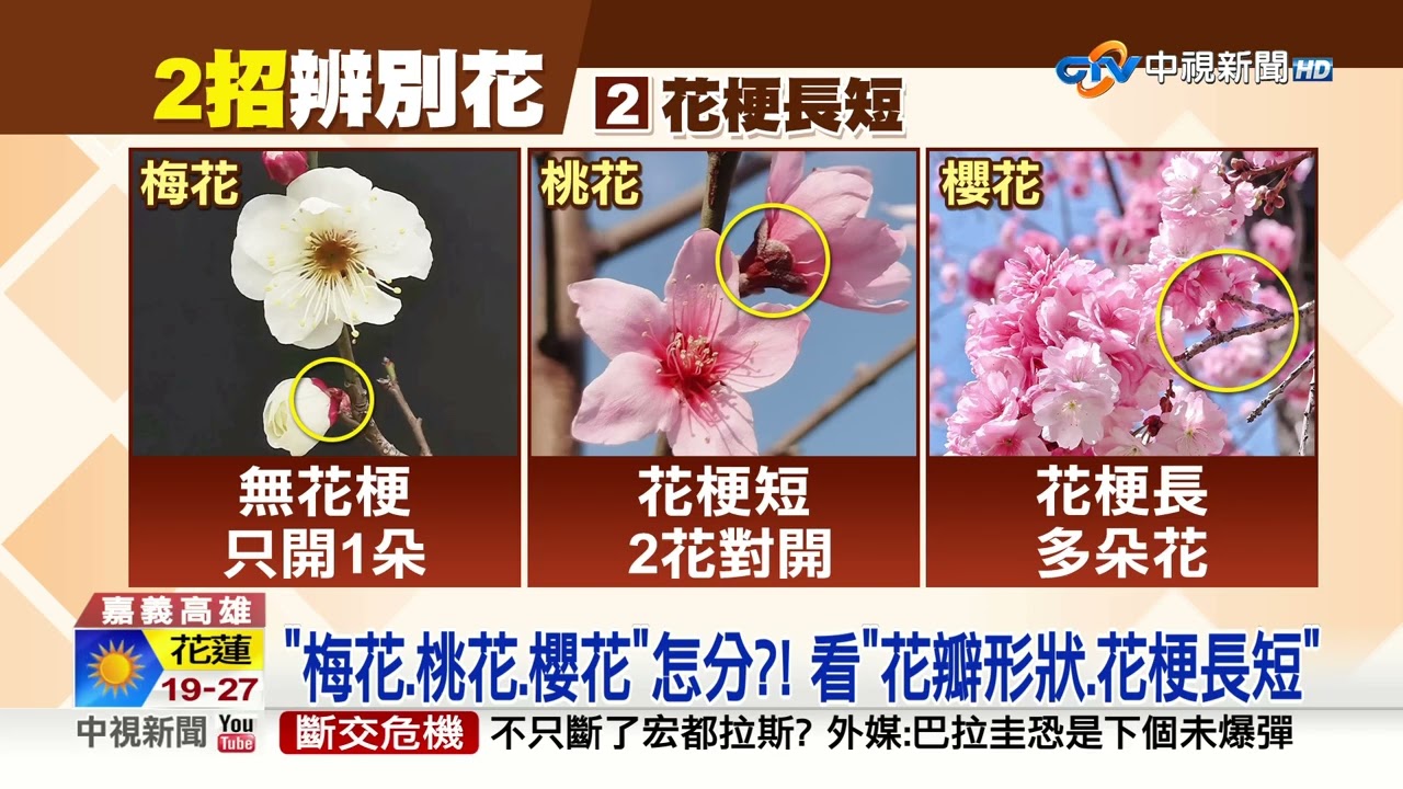 春天賞花