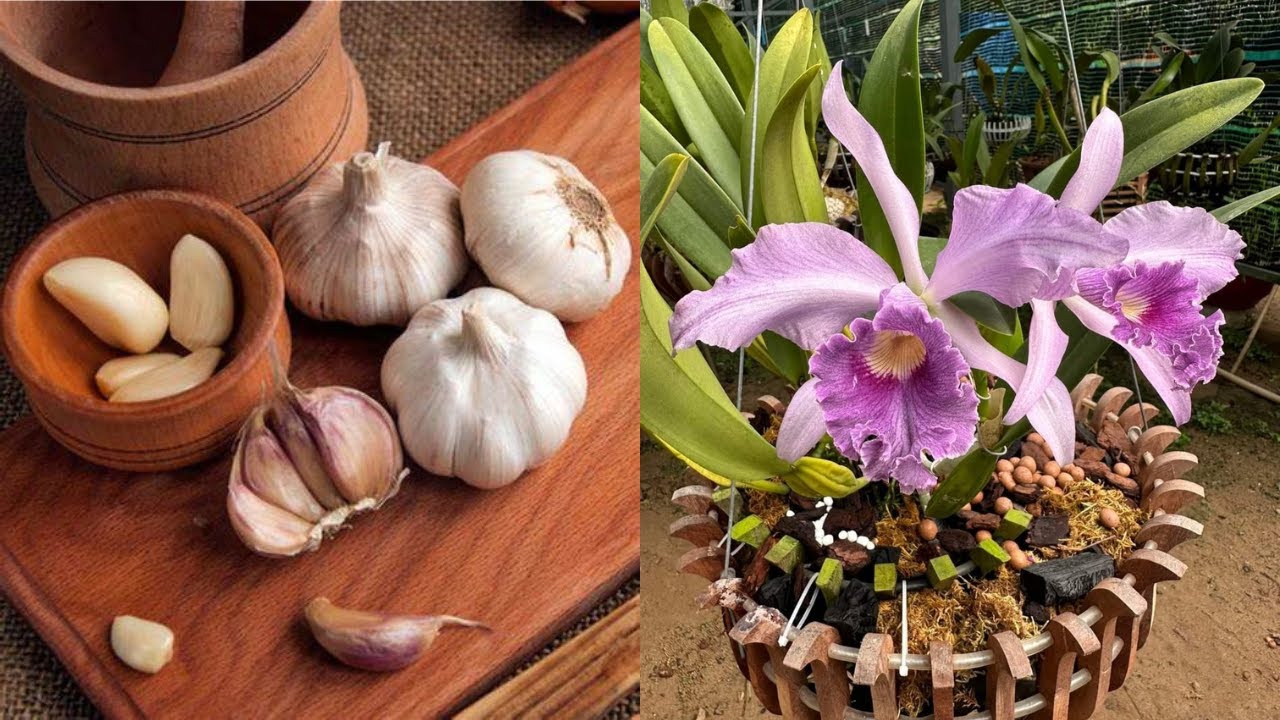 ALHO PODE RECUPERAR QUALQUER ORQUÍDEA QUASE MORTA