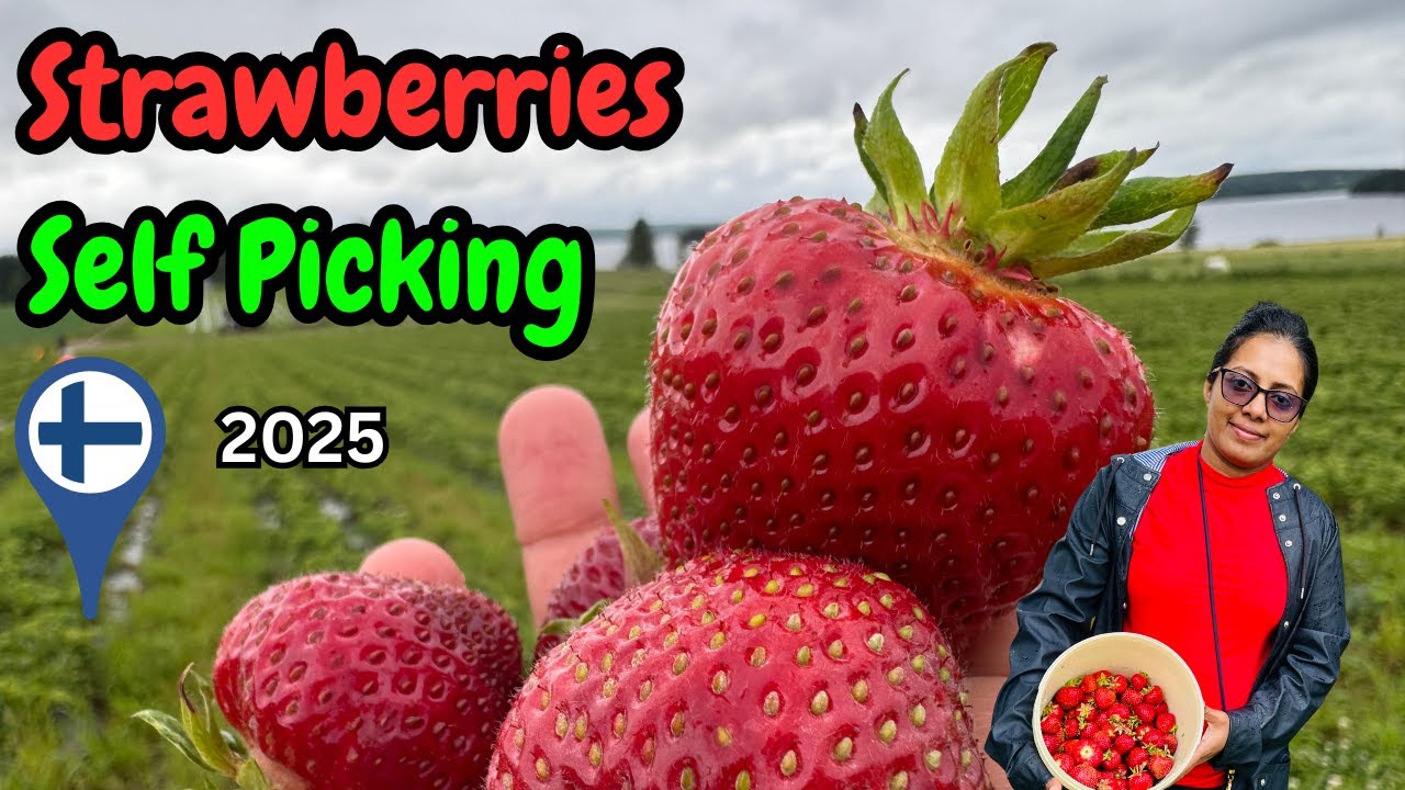 ෆින්ලන්තයේ මගේ Summer Job එක | Strawberries Self Picking, Best Farms in Finland🍓
