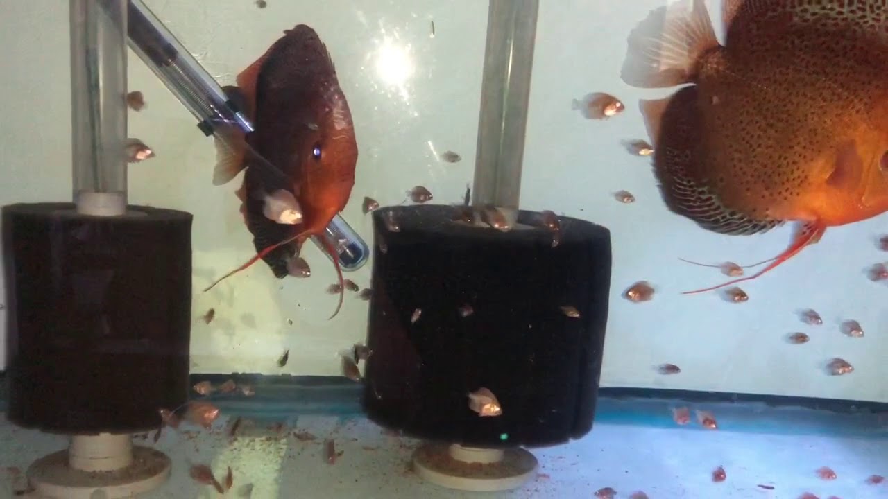 German x Asian Discus Fry