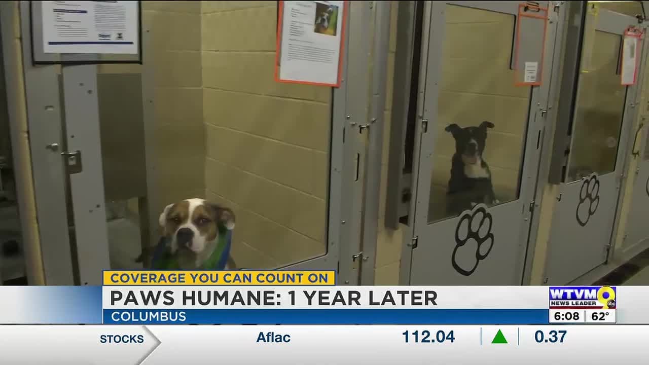 Paws Humane marks one year managing Columbus Animal Care with improved outcomes