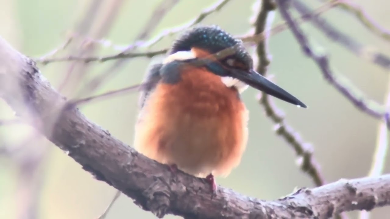 善福寺公園　カワセミ