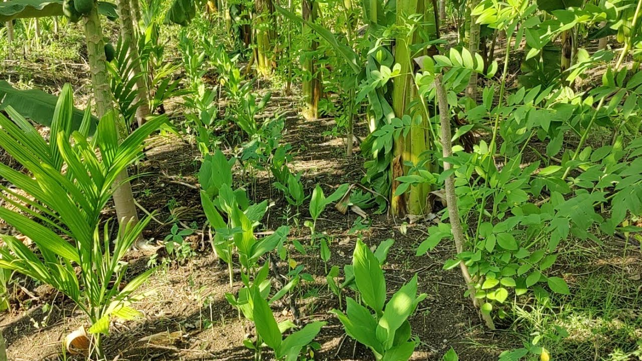 5 layer natural farming | multi crop agriculture
