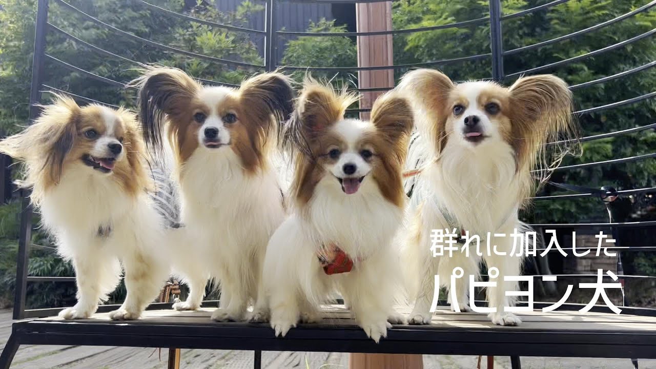 ついにパピヨンの群れに加入して仲良く遊べたパピヨン犬 #108