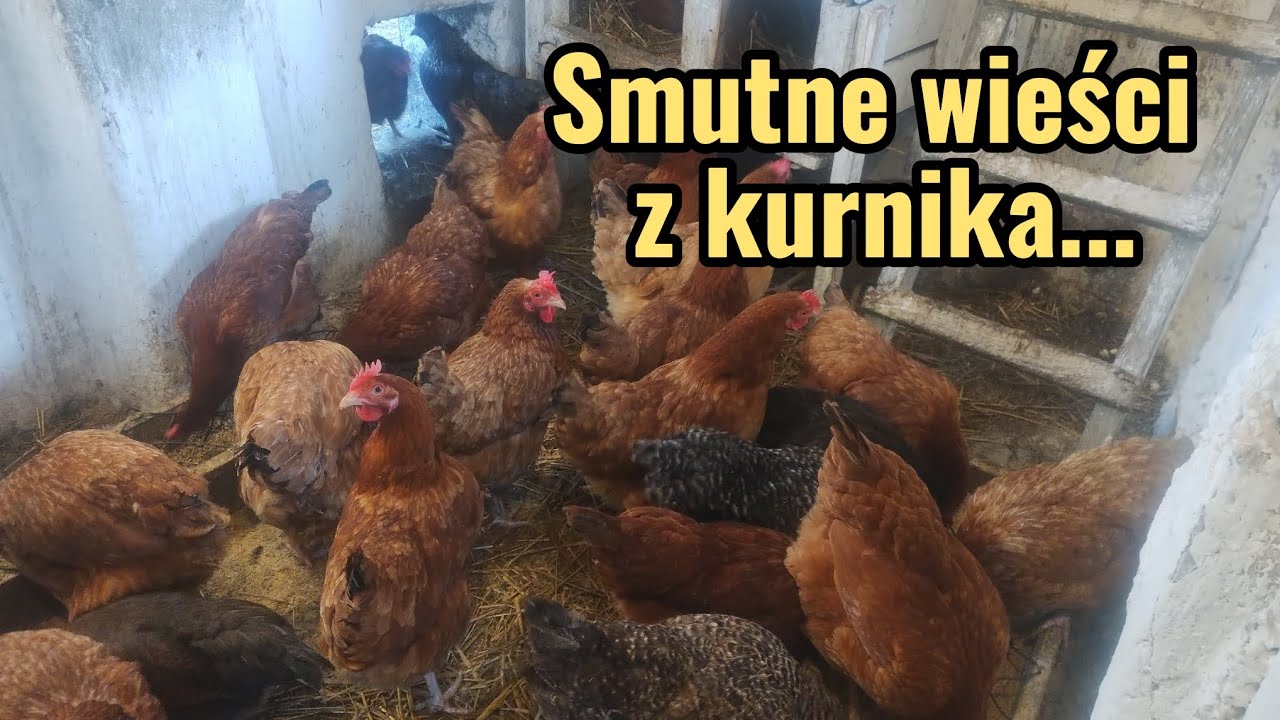 373. Kurnik-przykre wieści... Dzień pełen wrażeń i nowinek 🙂