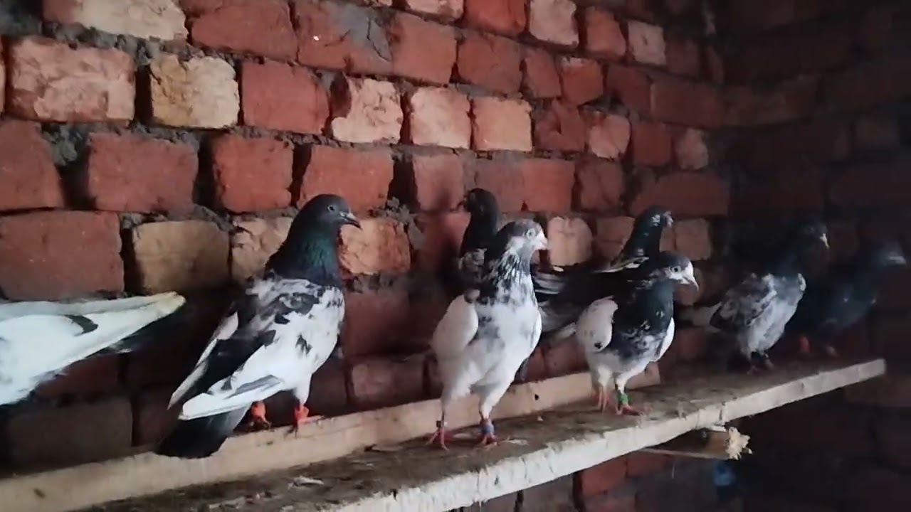 For sale 03449074056 Sialkot WhatsApp number