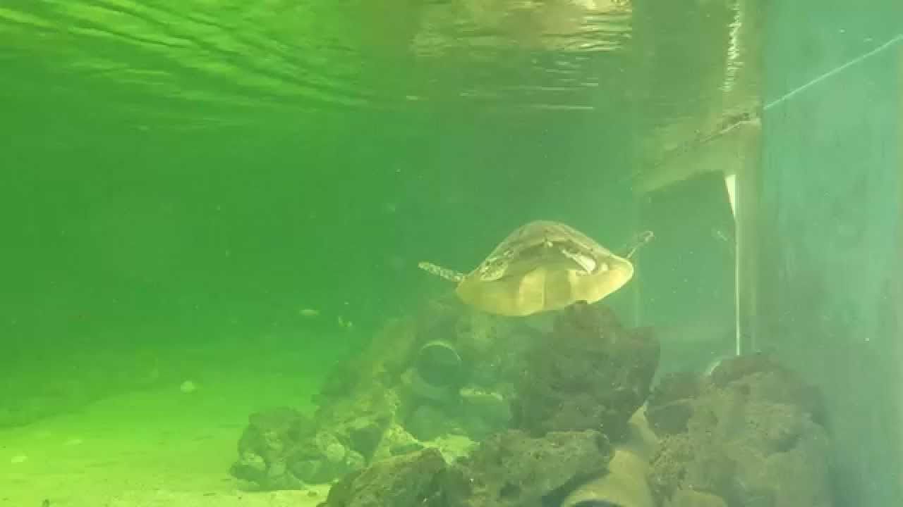 Mauritius Aquarium