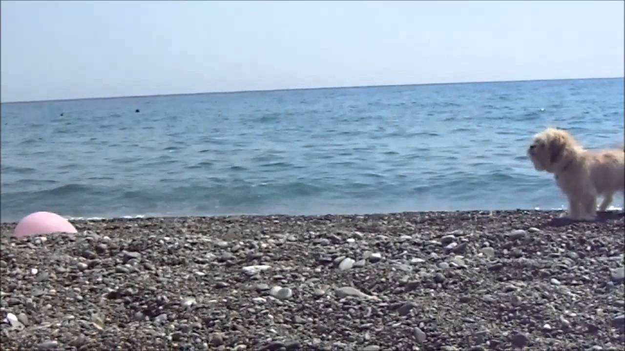Το σκυλί και το μπαλόνι
