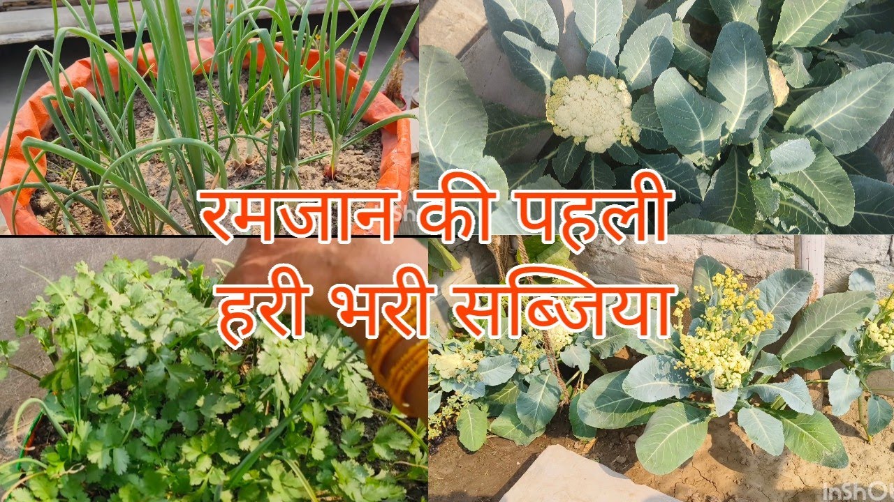 Ramadan ki pehli Harvesting|Terrace Garden me Hari Bhari Sabjiyan