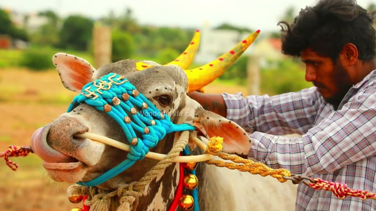 Furious stud bull Decoration for running | Hallikar | Ravana hori habba jallikattu | Bailpola