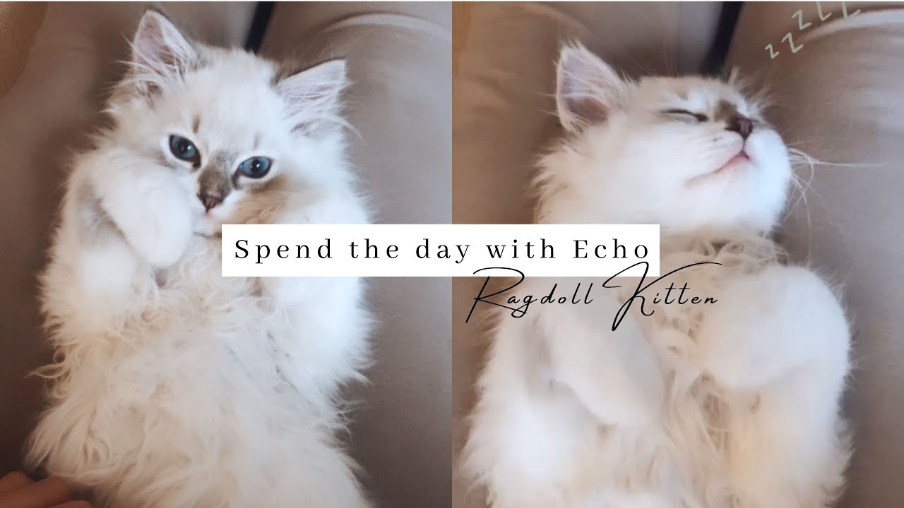 A Day In The Life Of Echo 🐾  Ragdoll Kitten Sleeping And Playing - SO CUTE!!!!