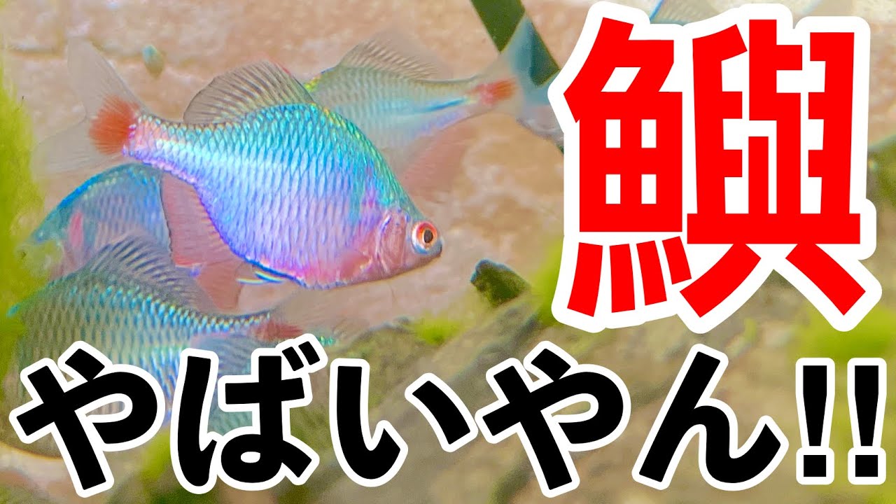 【タナゴ釣り】タナゴ爆釣！親子で夢中になる魅力！