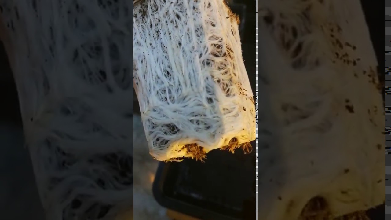 Xtreme Gardening Mykos !! Roots Transplant