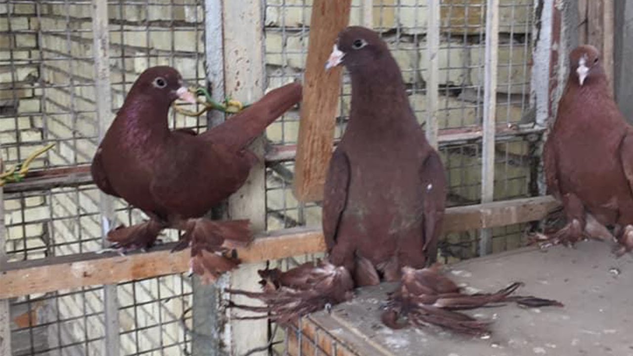 طيور حمر مقبطات وغر درجة اولى مال الاول مضمومات تعتبر من التراثيات