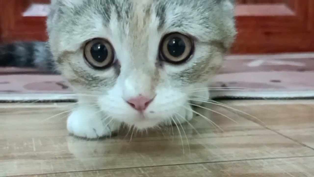 Play This Sound for 5 Minutes… Watch Your Cat’s Reaction! / Bật Thử cho mèo nhà bạn nghe ( 5 phút)