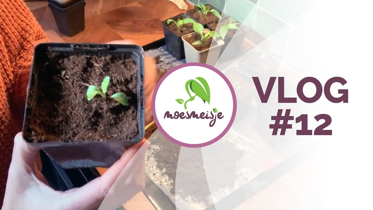 MOESTUIN VLOG #12 | (Voor)zaaien in maart | dahlia's voortrekken | verspenen