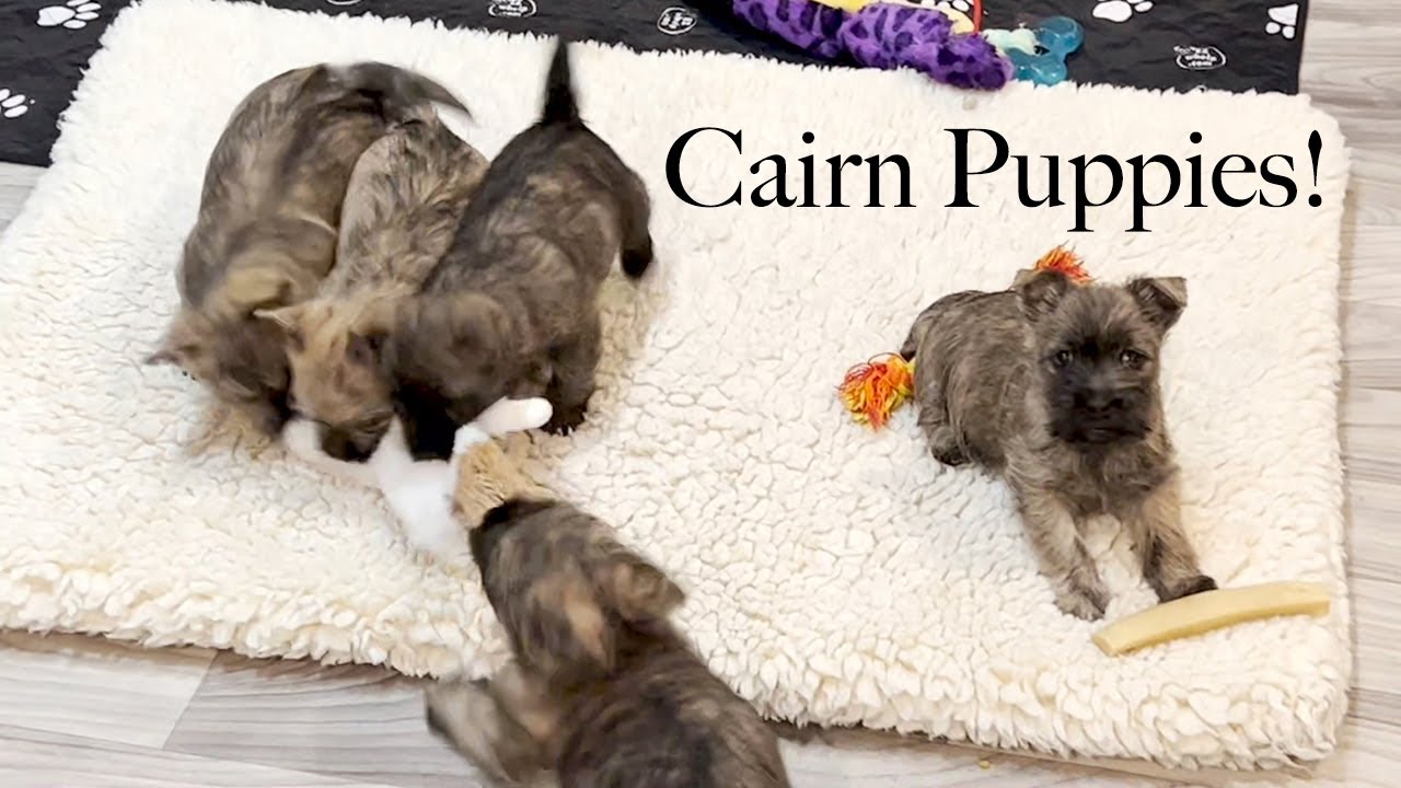 Cairn Terrier Puppies at 6 Weeks Old