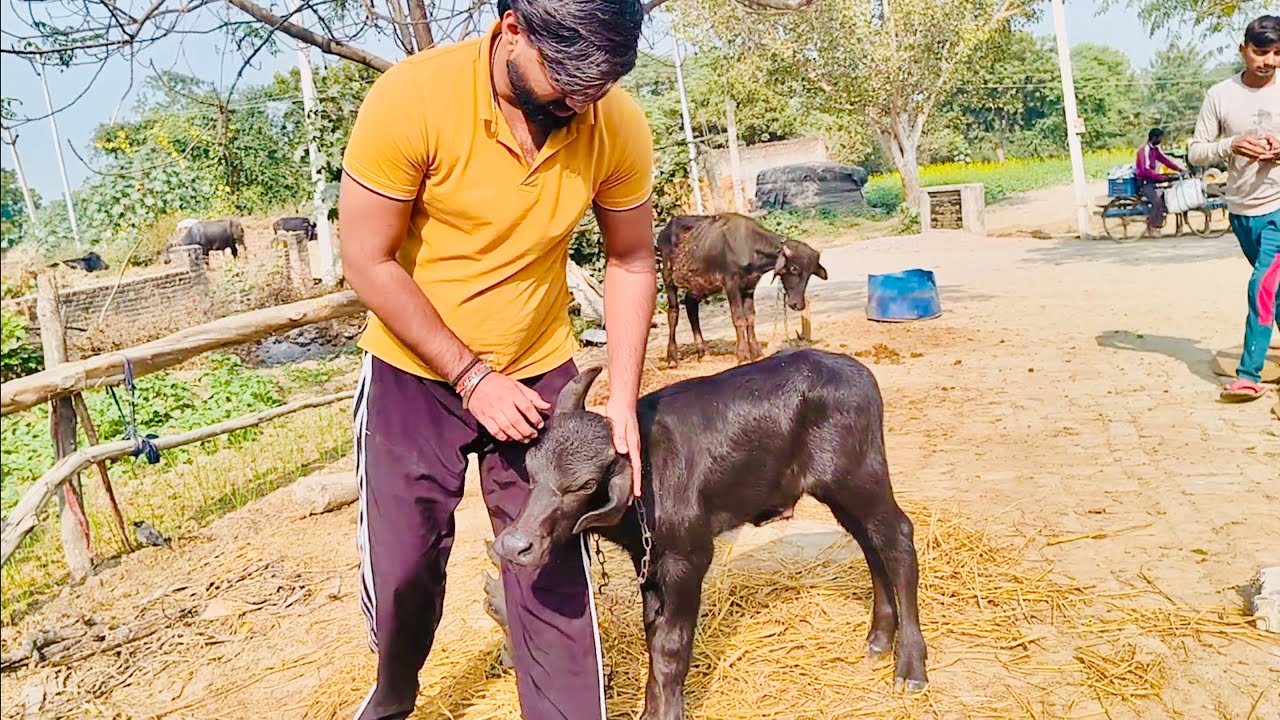 Aaj hum gye gaou or ise pakad liya