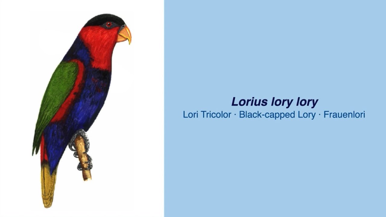 350 Parrot Species - #35 Lorius lory lory