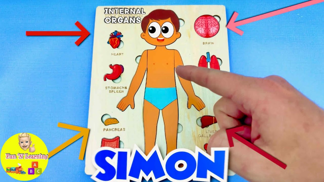 Learn Human Body with Simon The Puzzle | Best Preschool Toddler Fun Toy Puzzle Activity For Kids