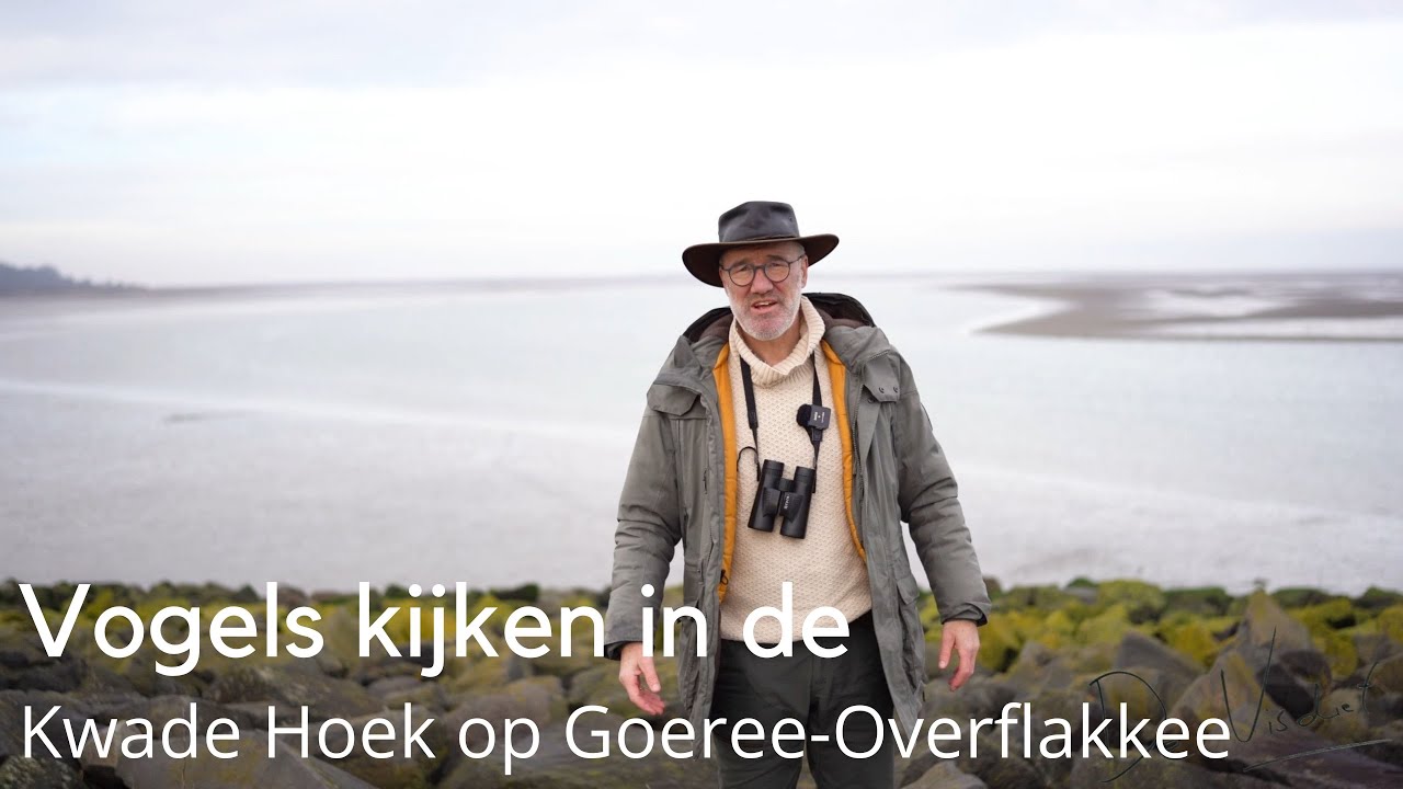 Vogels kijken in de Kwade Hoek #1777