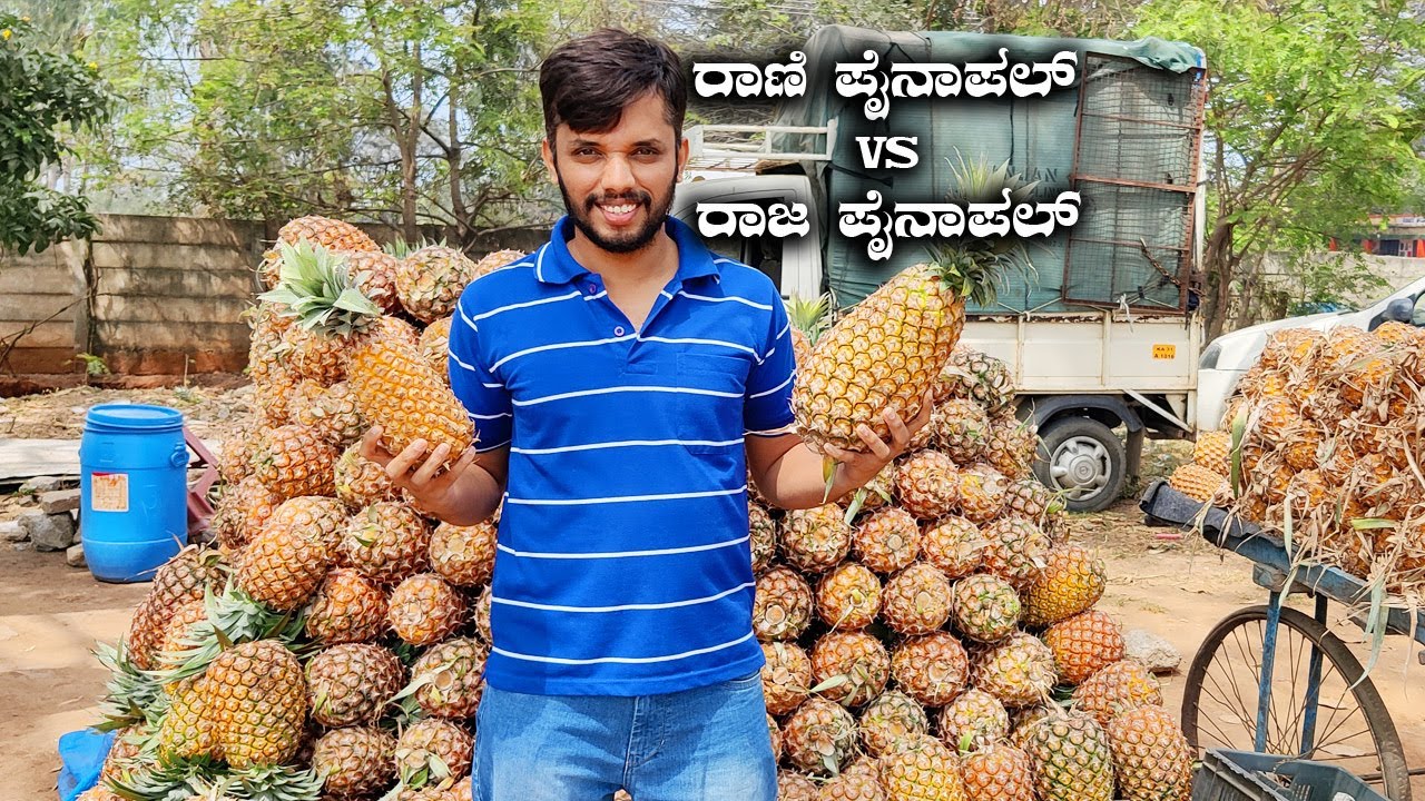 Karnataka's King Pineapple Vs Kerala Queen Pineapple | Tasting Finest Pineapples at Magadi Road
