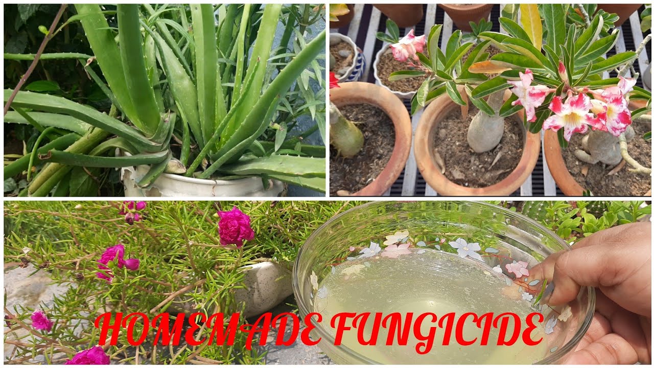 HOME MADE ORGANIC NATURAL FUNGICIDE FOR ADENIUM AND ALL PLANTS