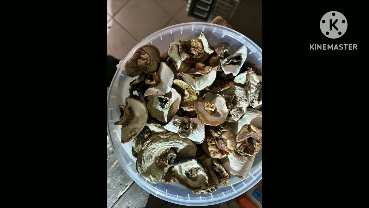 Продам білі гриби шапочка (шапка)300 грн
