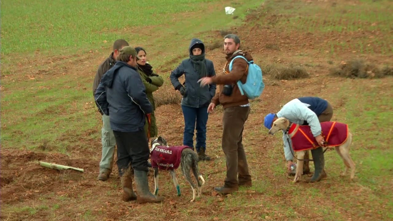 80 MINUTOS de espectaculares CARRERAS DE GALGOS , TRAS LAS LIEBRES EN CASTILLA   LA MANCHA