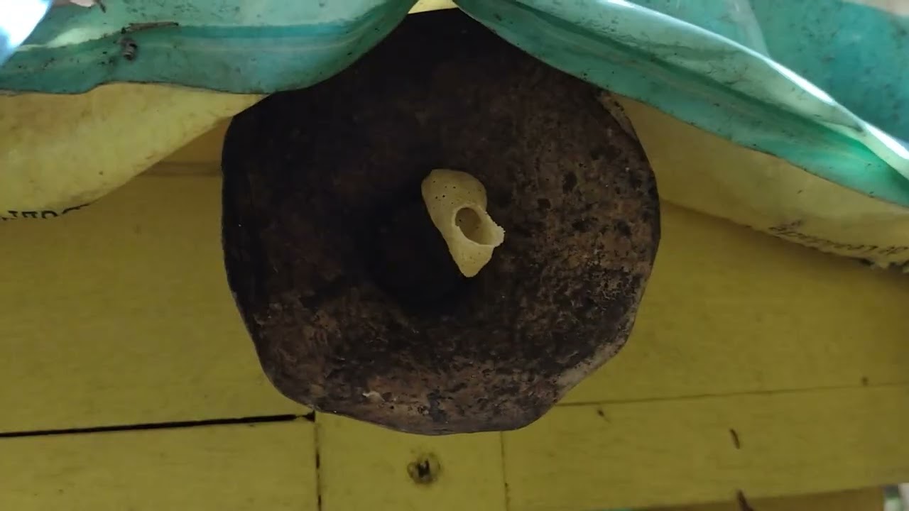 vamos mostrar como recuperar enxame fraco de Jataí, vamos ver!