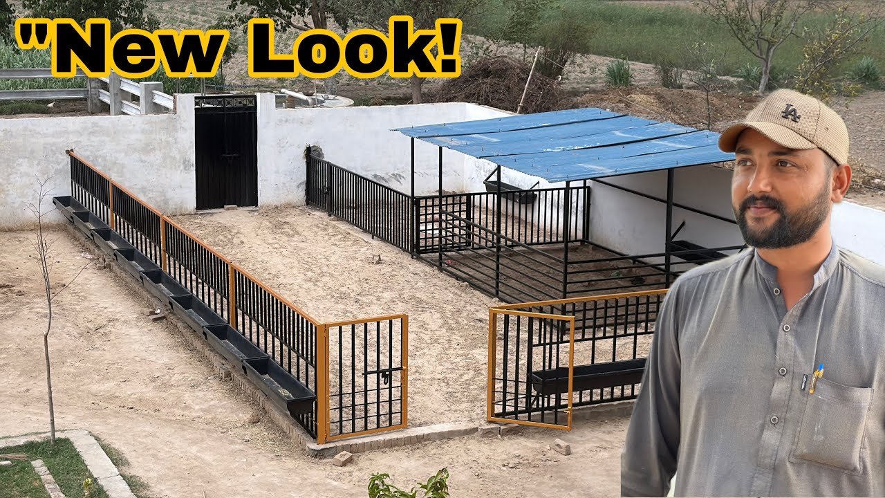 Goat and Sheep Setup Painting Ke Baad